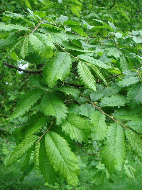 Hemiptelea davidii feuille